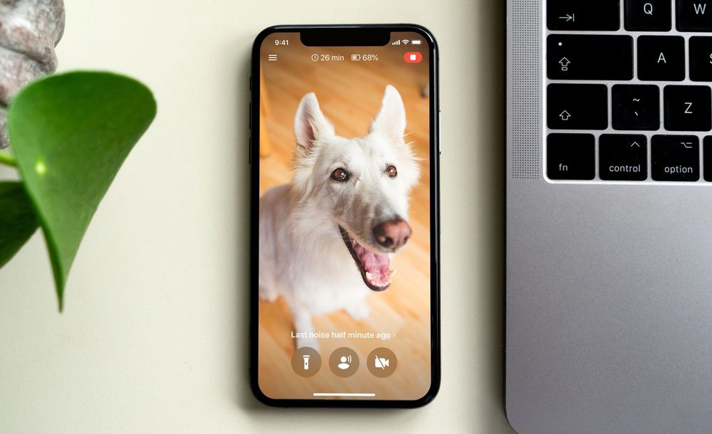 monitor your dog while at work